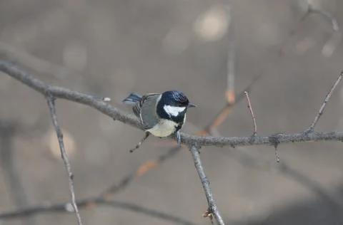 Titmouse sitting on a tree close-up Stock Photos