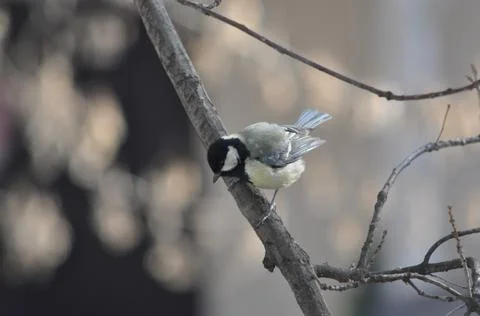 Titmouse sitting on a tree close-up Stock Photos