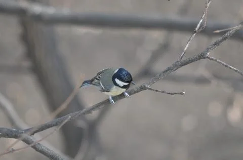 Titmouse sitting on a tree close-up Stock Photos