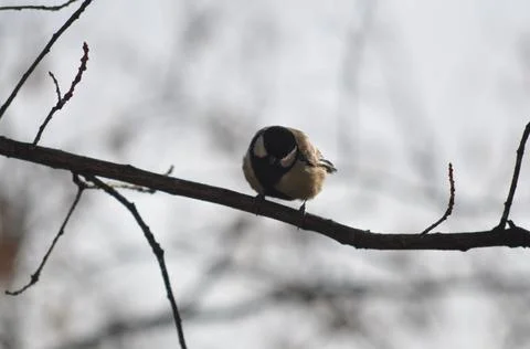 Titmouse sitting on a tree close-up Stock Photos