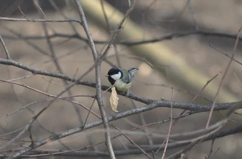 Titmouse sitting on a tree close-up Stock Photos