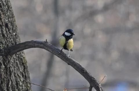Titmouse sitting on a tree close-up Foto stock