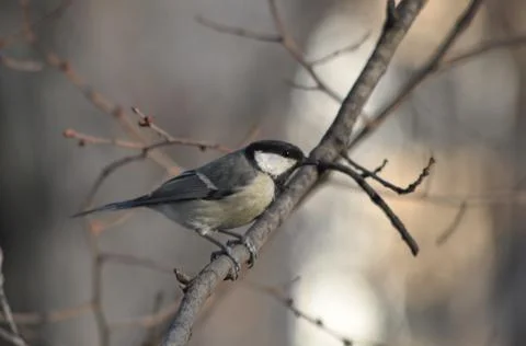 Titmouse sitting on a tree close-up Stock Photos