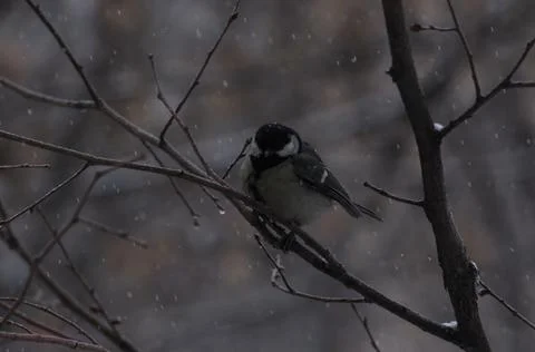 Titmouse sitting on a tree close-up Stock-Fotos