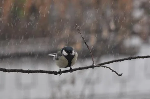 Titmouse sitting on a tree close-up Stock Photos