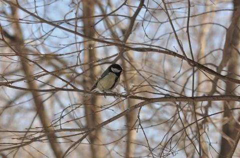 Titmouse sitting on a tree close-up Stock Photos