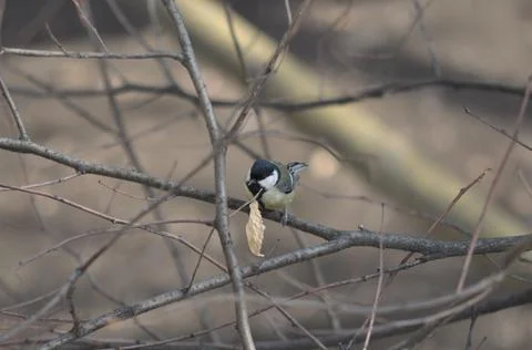 Titmouse sitting on a tree close-up Stock Photos