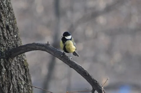 Titmouse sitting on a tree close-up Stock Photos