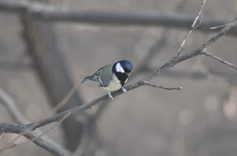 Titmouse sitting on a tree close-up Foto stock