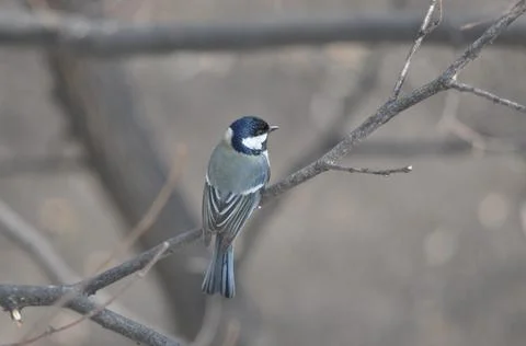 Titmouse sitting on a tree close-up Foto stock