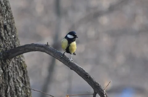 Titmouse sitting on a tree close-up Stock Photos