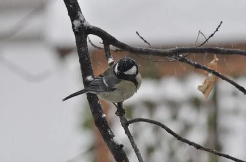 Titmouse sitting on a tree close-up Stock Photos