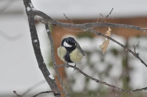 Titmouse sitting on a tree close-up Stock Photos
