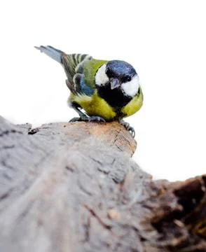 Titmouse on a snag Foto stock