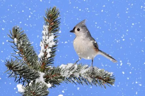 Titmouse in snow Stock Photos