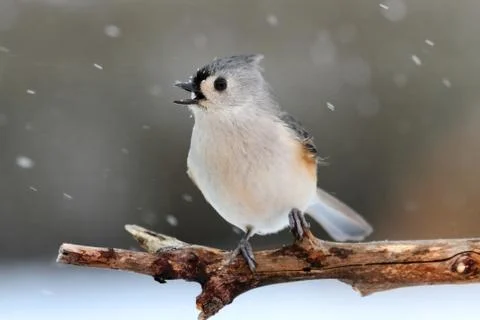 Titmouse in snow Stock Photos