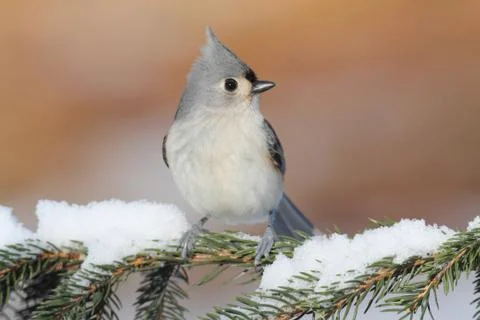 Titmouse in snow Stock Photos
