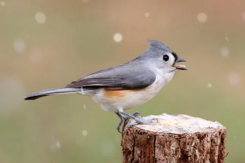 Titmouse in snow Stock Photos