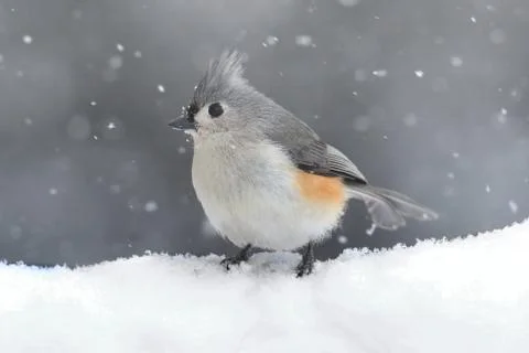 Titmouse in Snow Stock Photos