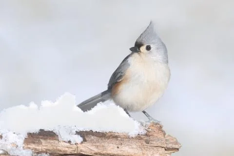 Titmouse in Snow Stock Photos