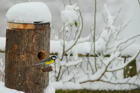Titmouse in the snow 스톡 사진