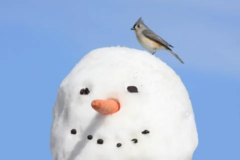 Titmouse on a snowman Stock Photos
