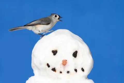 Titmouse on a snowman Stock Photos