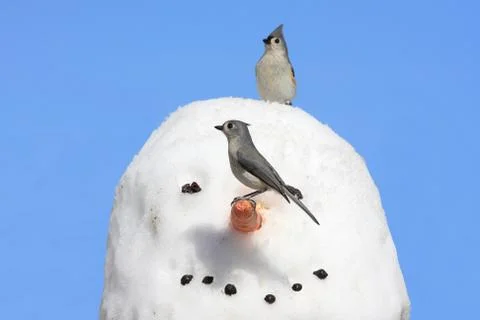 Titmouse on a snowman Stock Photos