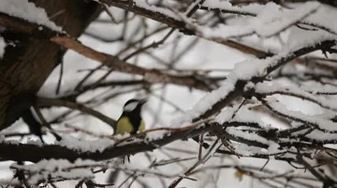 Titmouse on the snowy tree HD Stock Footage 10699675