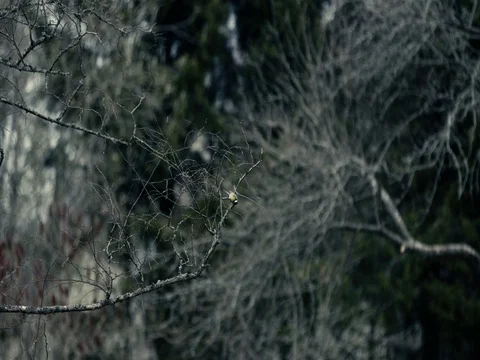 Titmouse In The Spring Stock Footage 74611198