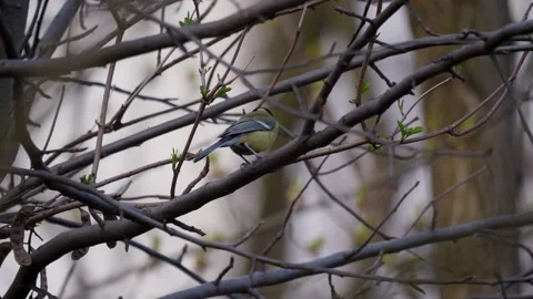 Titmouse on a spring tree Stock Footage 177905094