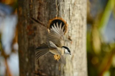 Titmouse stands out Stock Photos