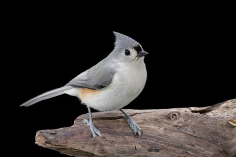 Titmouse on a stump Stock Photos