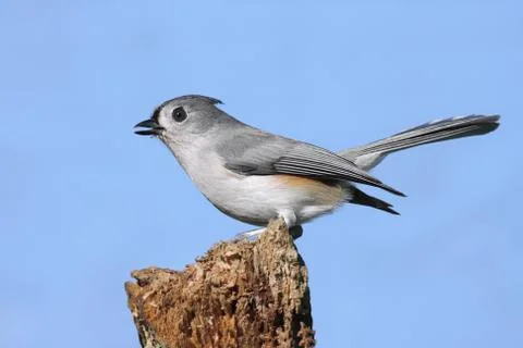 Titmouse on a stump Stock Photos