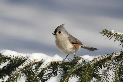 Titmouse on a stump Stock Photos