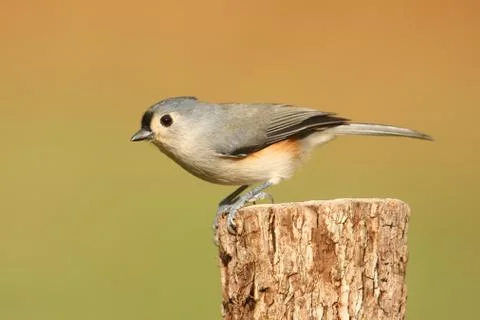 Titmouse on a stump Stock Photos