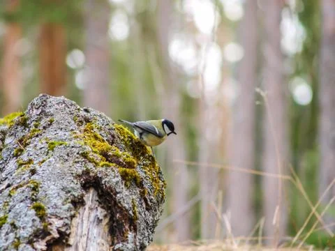 Titmouse on a stump Stock Photos