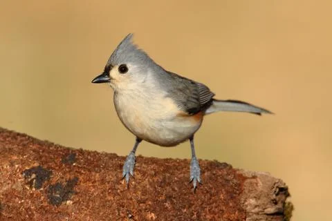 Titmouse on a stump Stock Photos