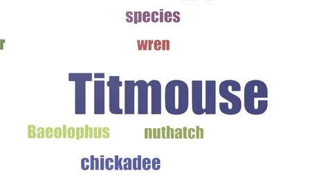 Titmouse Tag Cloud Animated Isolated On White Stock Footage 107217981