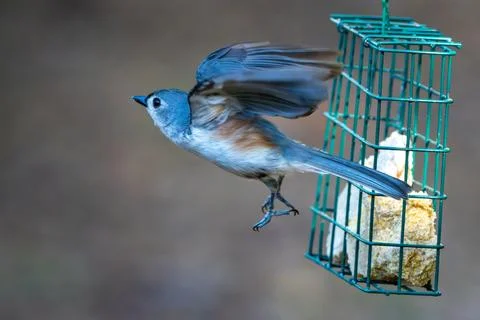 Titmouse Taking Flight Photos