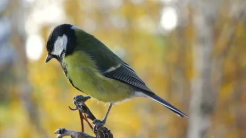 A titmouse on a tree branch against a background of autumn leaves close-up. Video stock 164116379