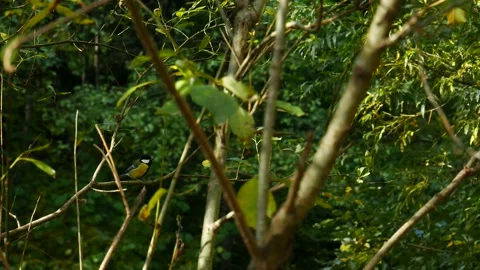 Titmouse on a tree branch in the forest. Vídeo Stock 218171804