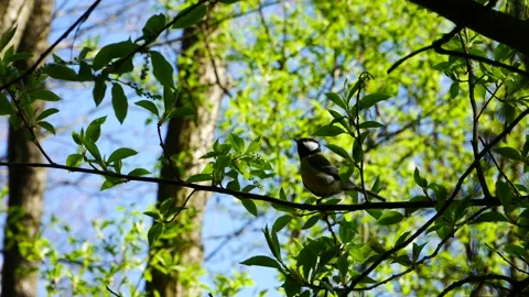 Titmouse on a tree branch in the spring forest. 動画素材 188885110