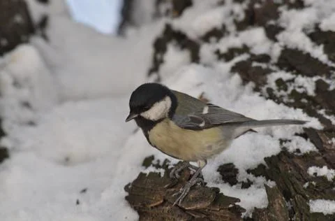 Titmouse on a tree close-up Stock Photos