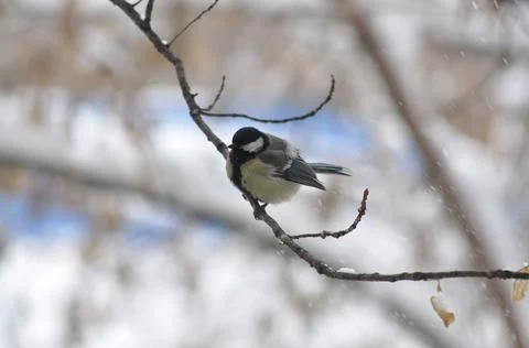 Titmouse on a tree close-up Stock-Fotos