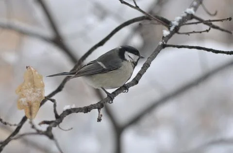 Titmouse on a tree close-up 스톡 사진