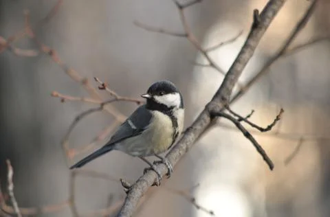 Titmouse on a tree close-up Stock Photos