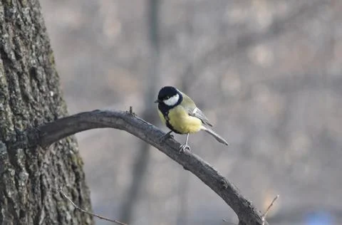 Titmouse on a tree close-up Stock Photos
