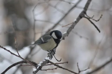 Titmouse on a tree close-up Stock-Fotos