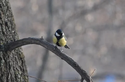 Titmouse on a tree close-up Stock Photos